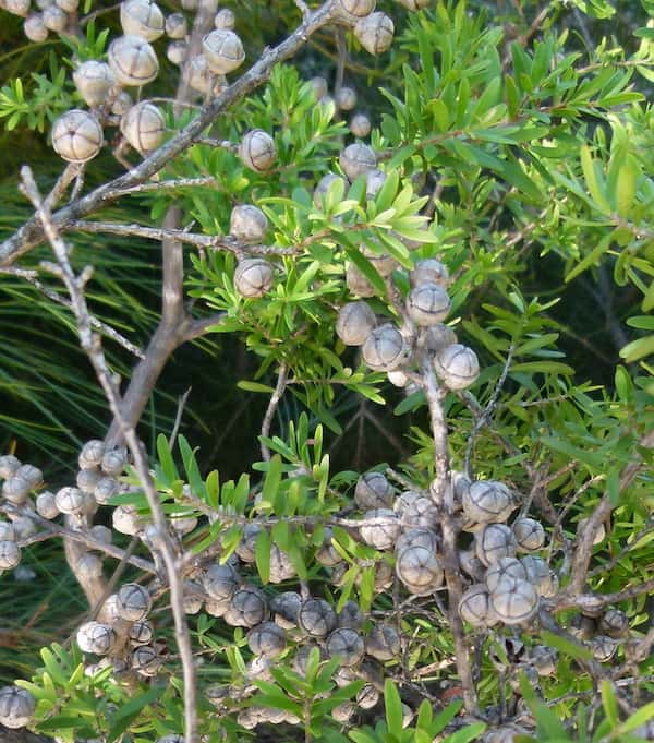 Leptospermum obovatum photo