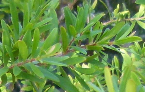 Leptospermum obovatum photo