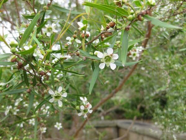 Leptospermum petersonii photo