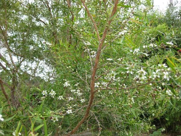 Leptospermum petersonii photo