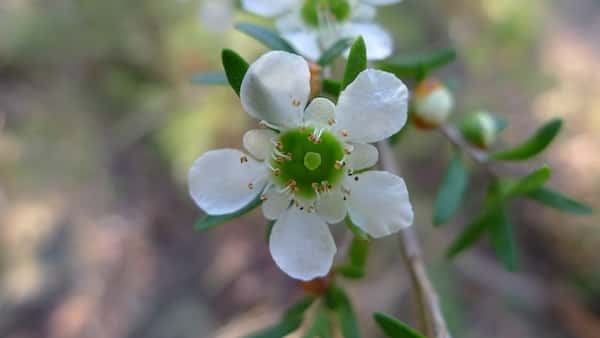 Leptospermum polygalifolium photo