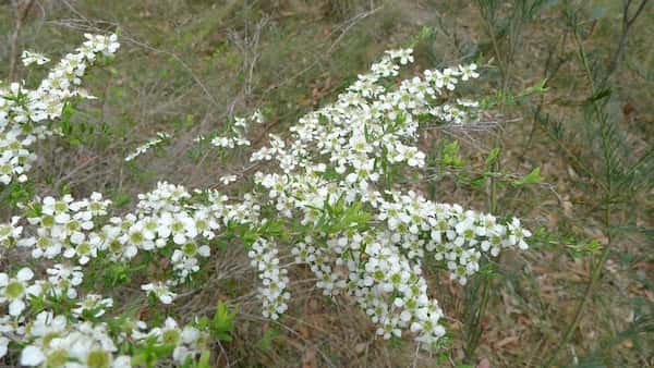 Leptospermum polygalifolium photo