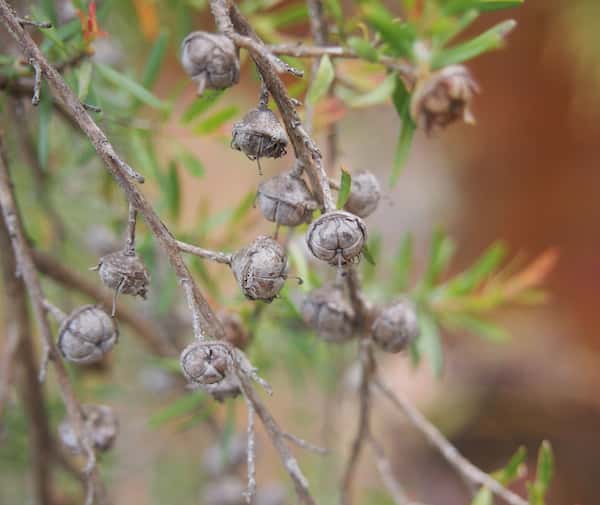 Leptospermum polygalifolium photo