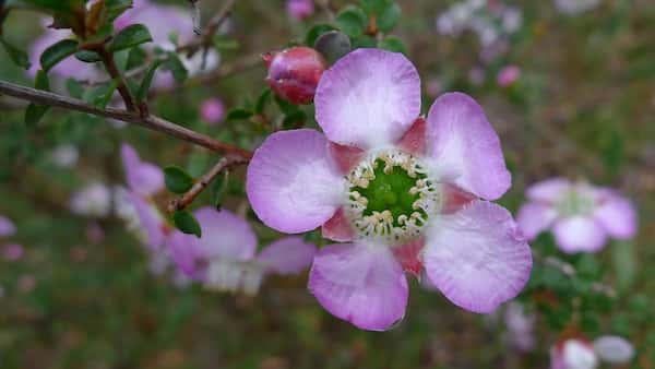 Leptospermum rotundifolium photo