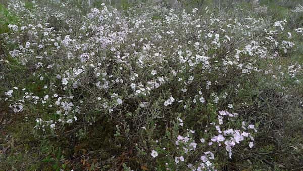 Leptospermum rotundifolium photo