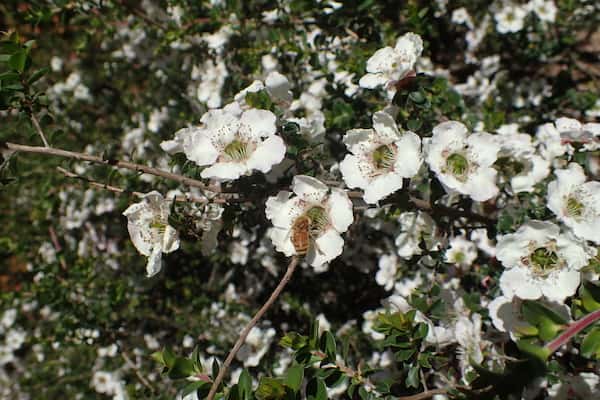 Leptospermum rotundifolium photo