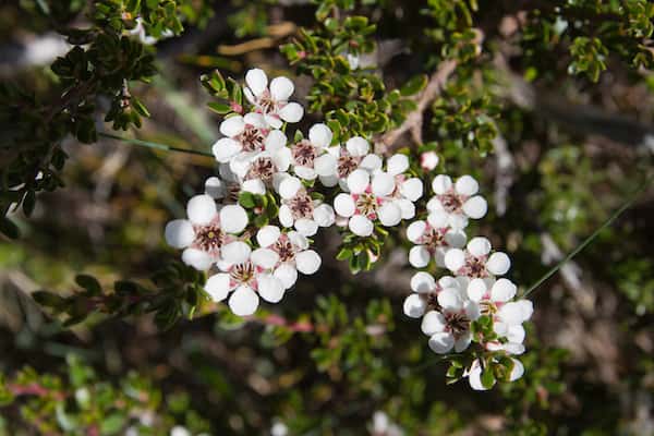 Leptospermum rupestre photo