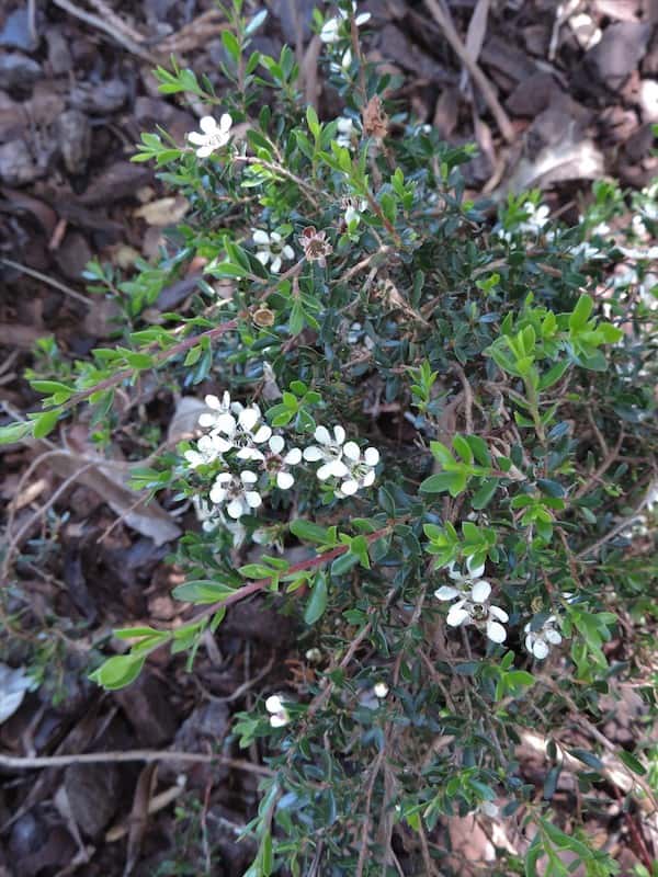 Leptospermum rupestre photo