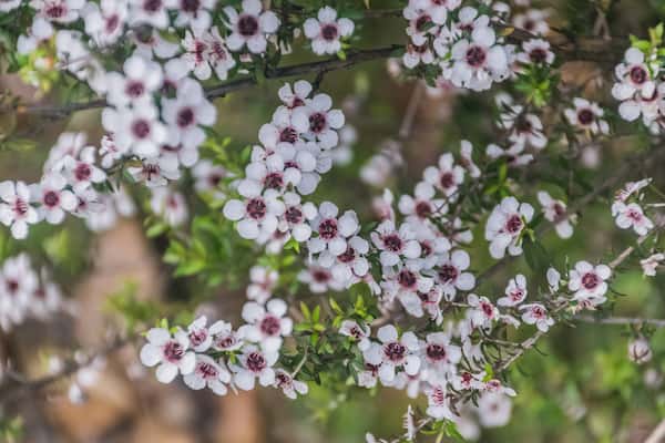 Leptospermum scoparium photo