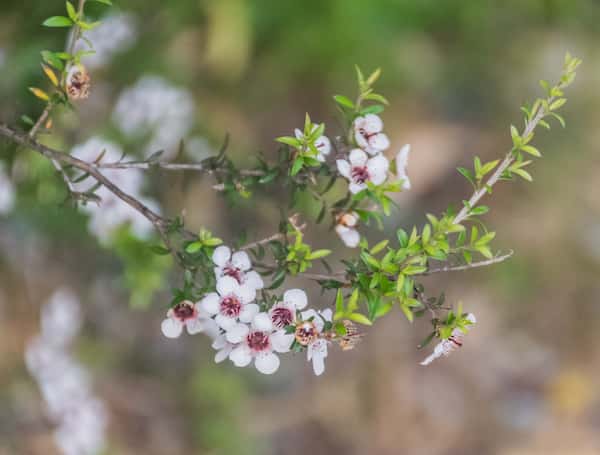 Leptospermum scoparium photo