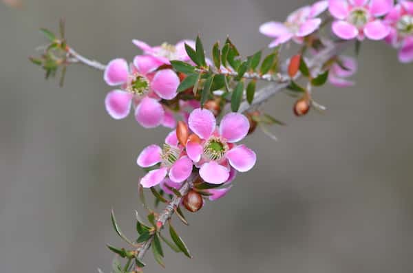 Leptospermum squarrosum photo