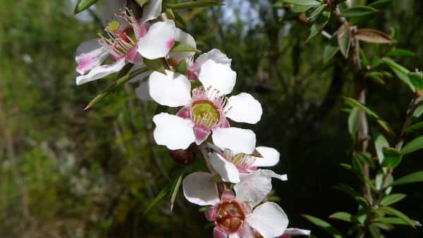 Leptospermum squarrosum photo