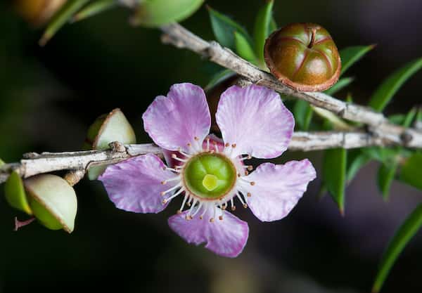 Leptospermum squarrosum photo