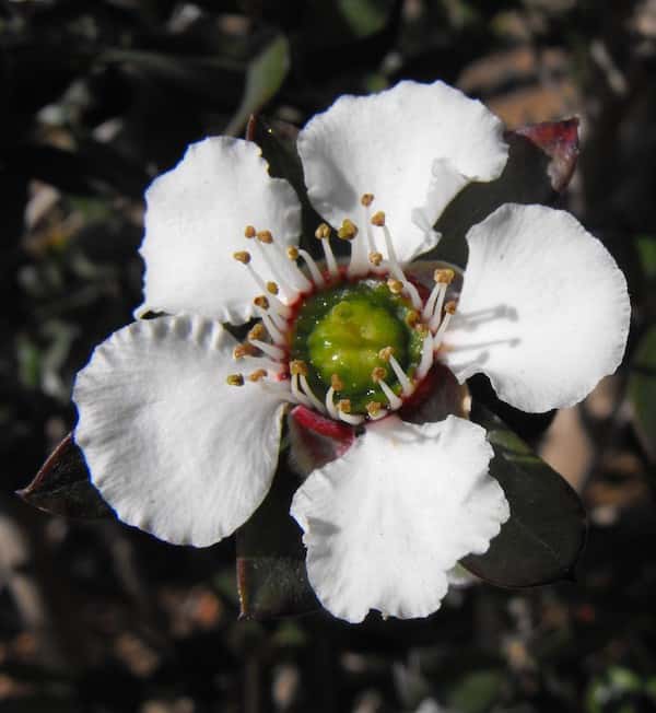 Leptospermum turbinatum photo