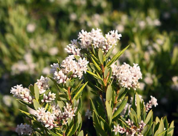 Leucopogon parviflorus photo