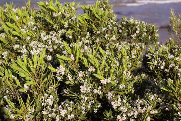 Leucopogon parviflorus photo