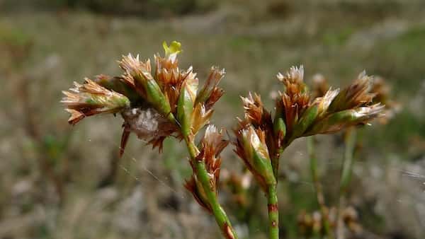 Limonium australe photo