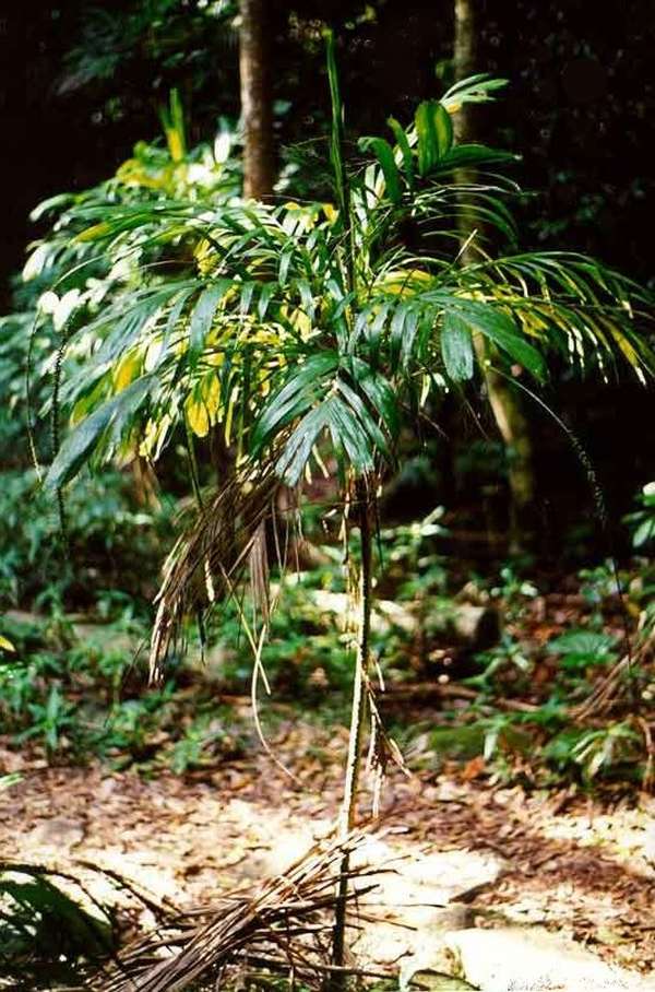 Linospadix monostachya photo