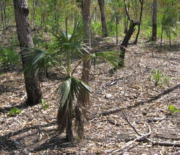 Livistona humilis photo