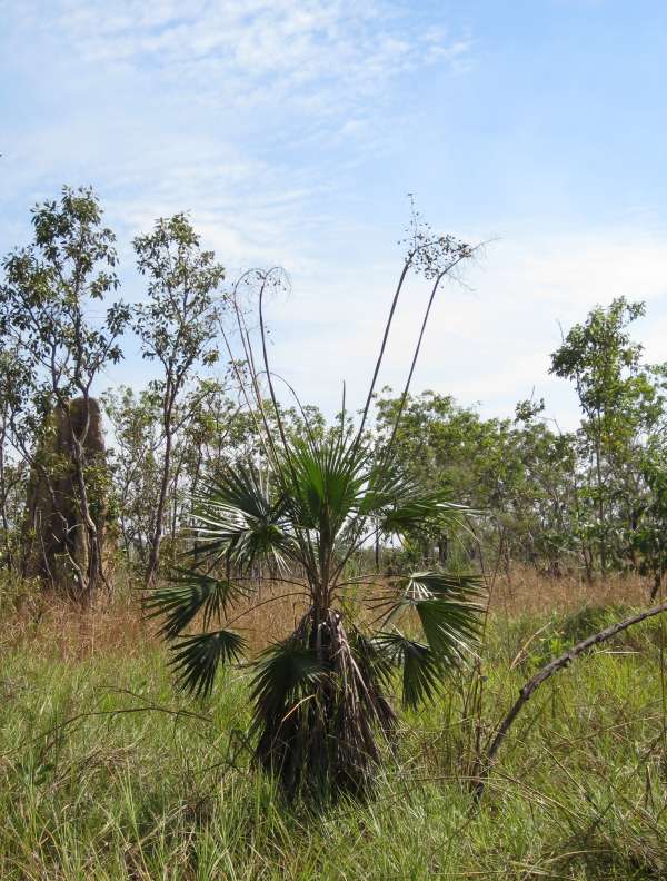 Livistona humilis photo