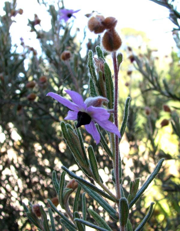 Lysiosepalum involucratum photo