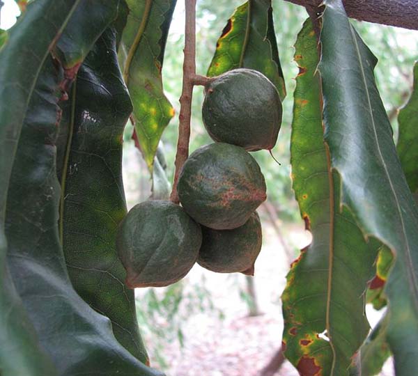 Macadamia tetraphylla photo