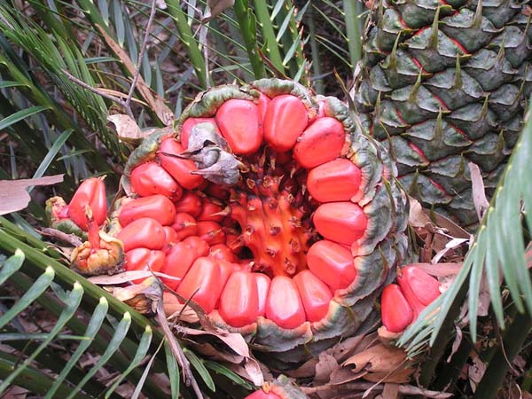 Macrozamia communis photo