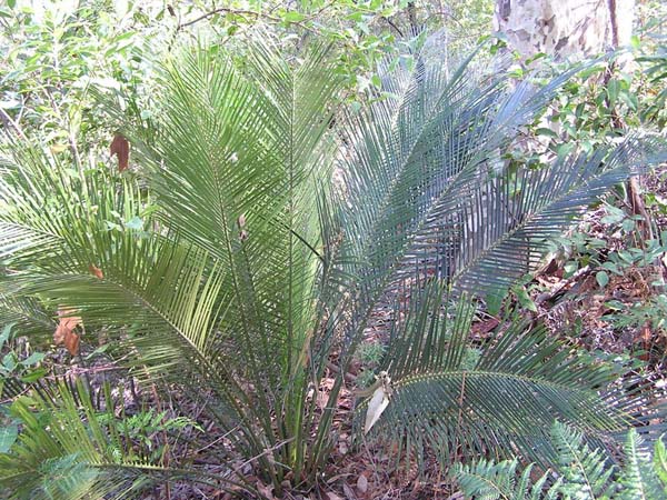 Macrozamia communis photo