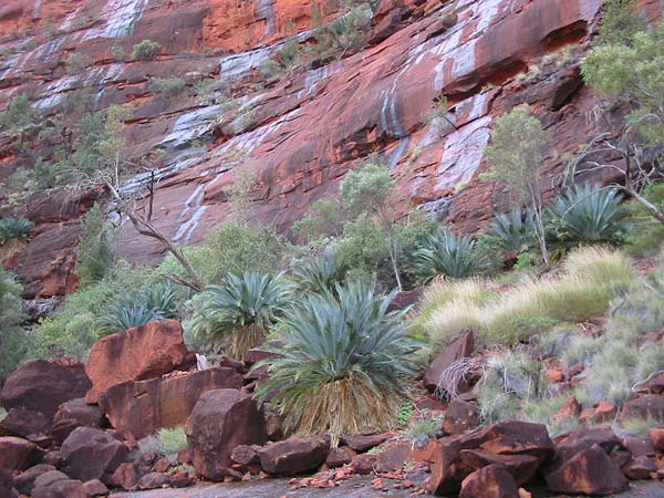 Macrozamia macdonnellii photo