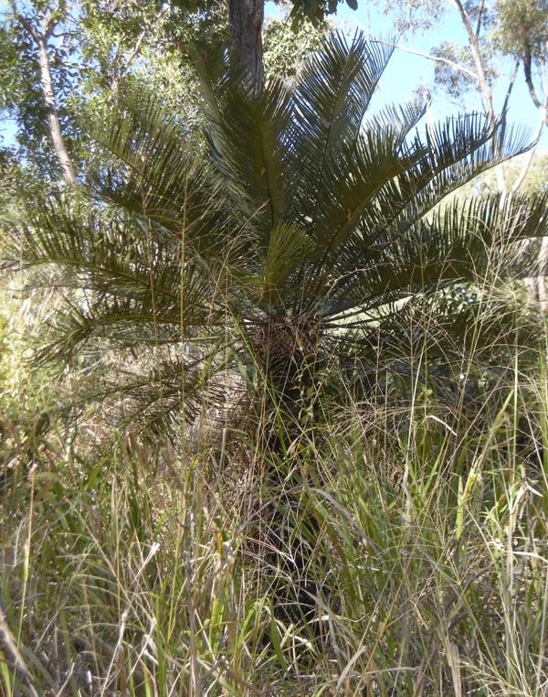 Macrozamia miquelii photo