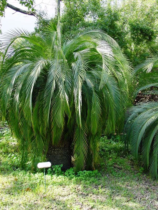 Macrozamia moorei photo