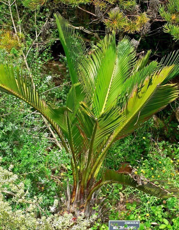 Macrozamia riedlei photo