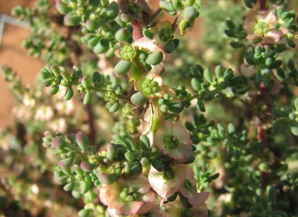 Maireana brevifolia photo