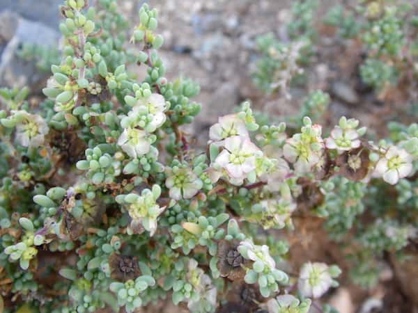 Maireana brevifolia photo