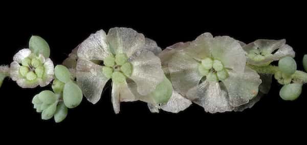 Maireana brevifolia photo