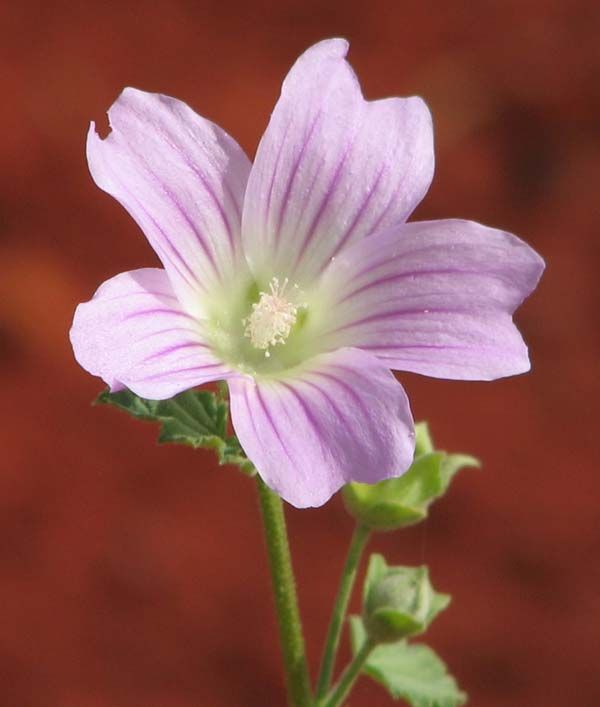 Malva preissiana photo