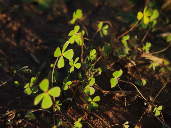 Marsilea drummondii photo