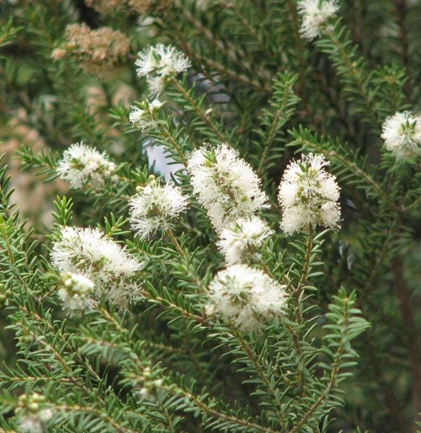 Melaleuca lanceolata photo