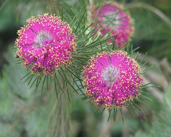 Melaleuca trichophylla photo