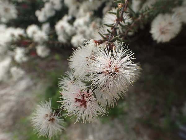 Melaleuca systena photo