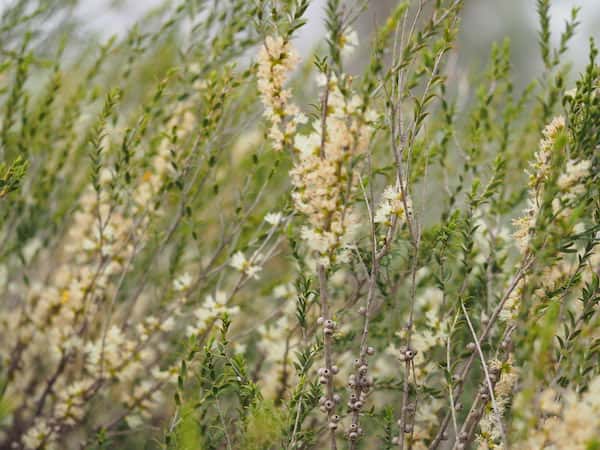 Melaleuca acuminata photo