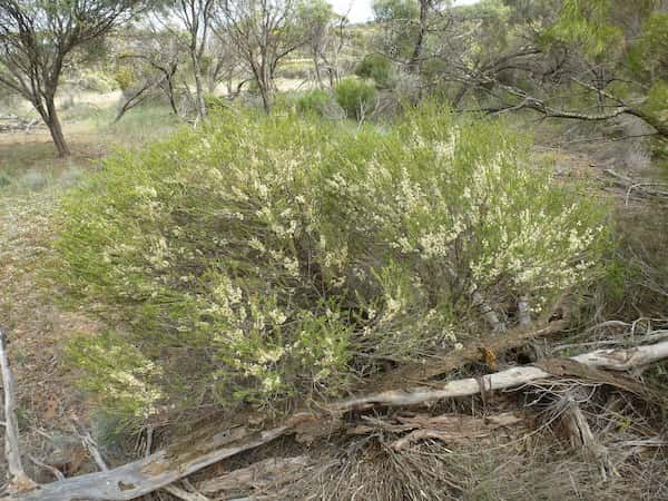 Melaleuca acuminata photo