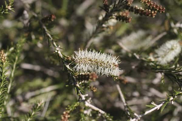 Melaleuca adnata photo