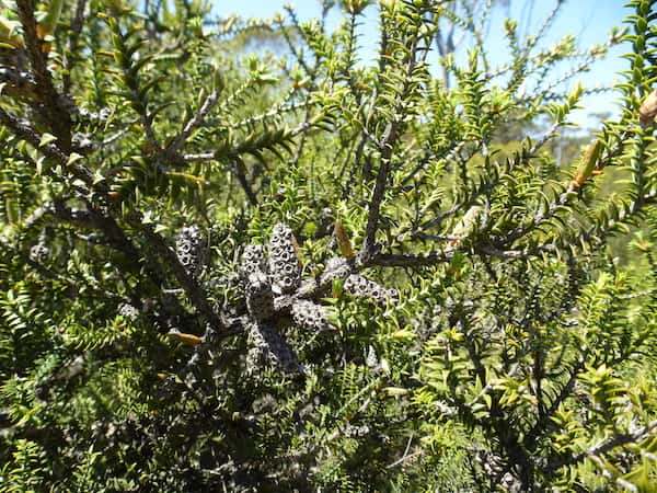 Melaleuca adnata photo