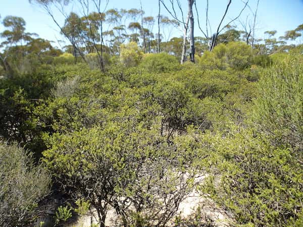 Melaleuca adnata photo