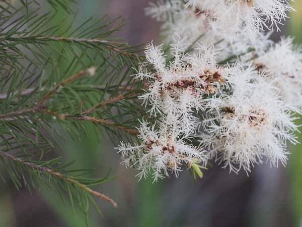 Melaleuca alternifolia photo