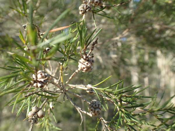 Melaleuca alternifolia photo