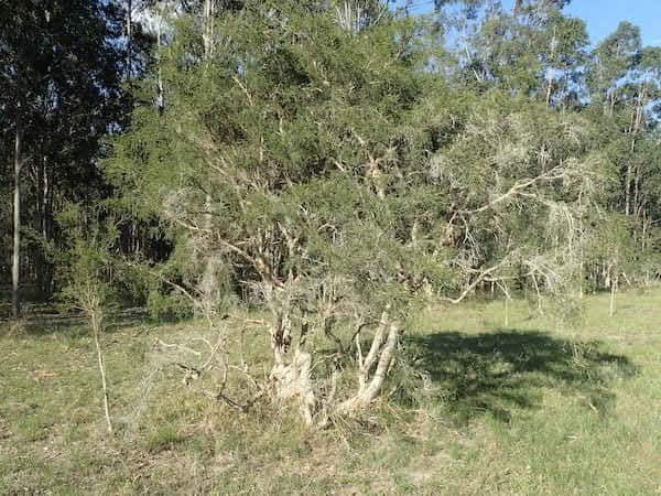 Melaleuca alternifolia photo