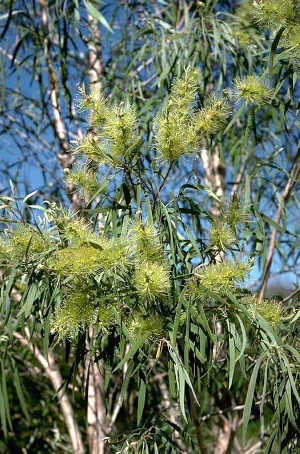 Melaleuca argentea photo