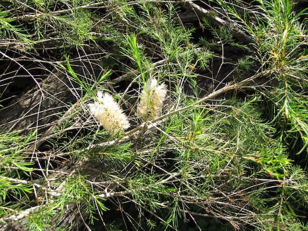 Melaleuca armillaris photo